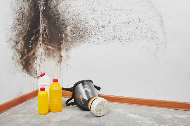 Best Health and Safety Mold Remediation in Ladd, IL