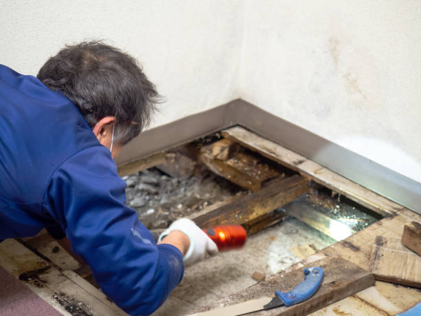 Best Post-Remediation Services in Ladd, IL