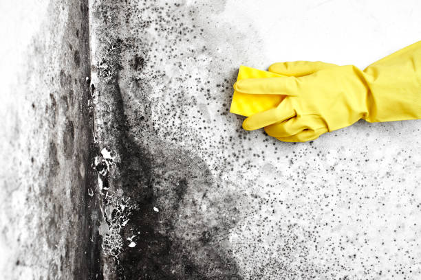 Best Emergency Mold Remediation in Ladd, IL