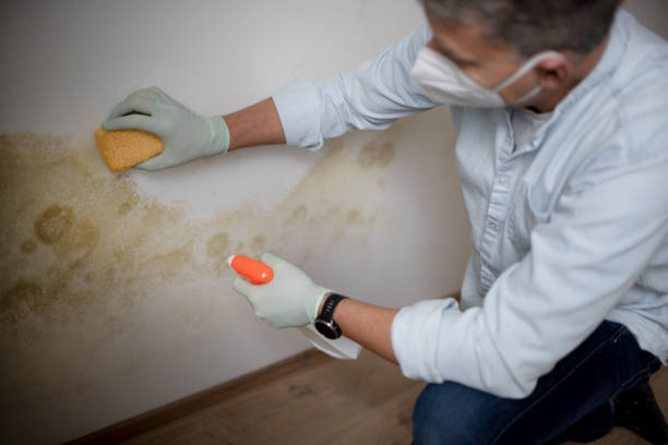 Best Black Mold Remediation in Ladd, IL
