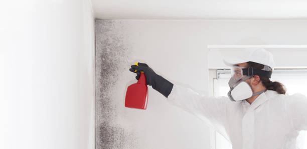 Best Localized Mold Remediation (e.g., coastal areas, humid climates) in Ladd, IL