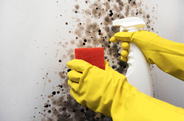 Ladd, IL Mold Remediation Company