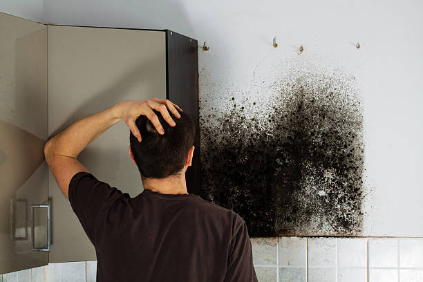 Best Residential Mold Remediation in Ladd, IL