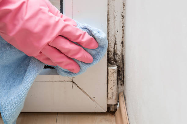 Best HVAC Mold Remediation in Ladd, IL