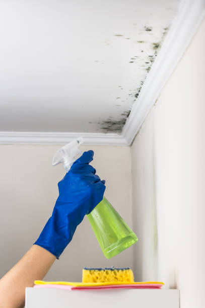 Best Attic Mold Remediation in Ladd, IL