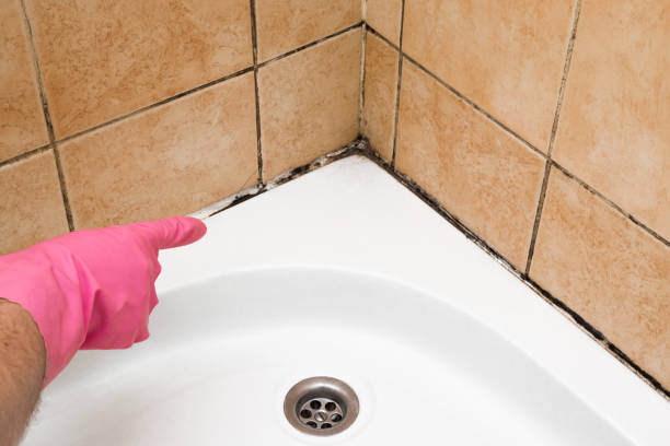 Best Post-Flood Mold Remediation in Ladd, IL